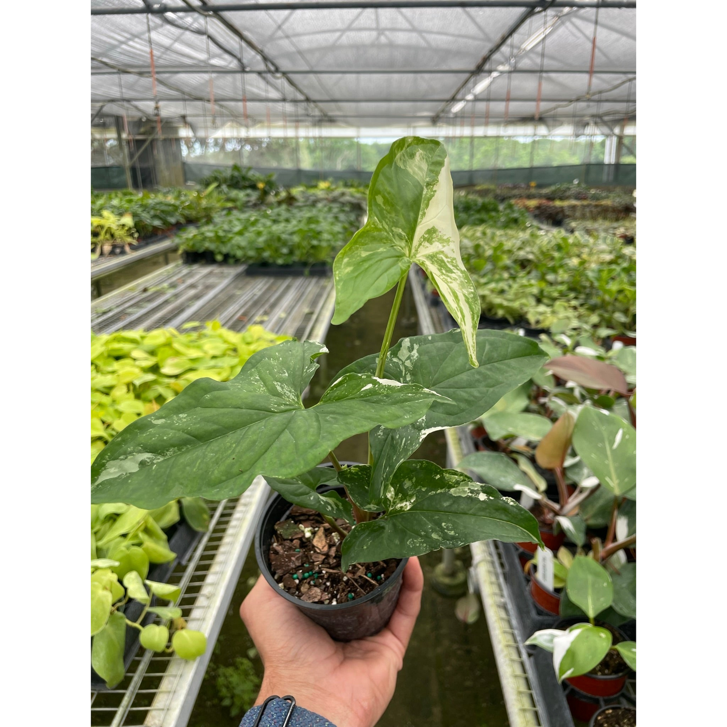 Syngonium 'Albo Variegata'