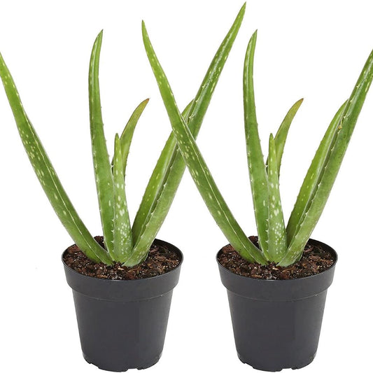 Aloe Vera 12cm