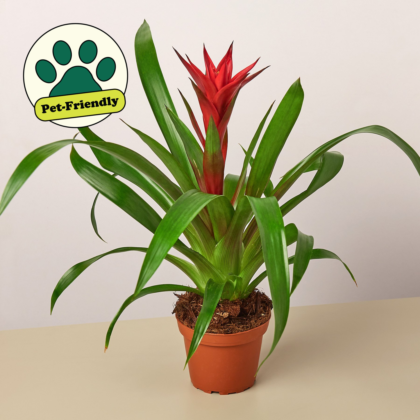 Bromeliad Guzmania 'Red'