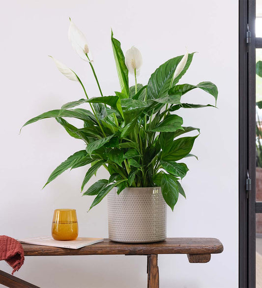 Peace Lily & Pot