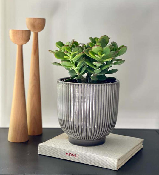 Jade Plant & Pot